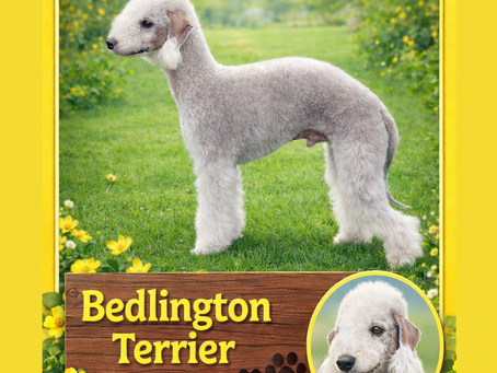 Meet the Bedlington Terriert