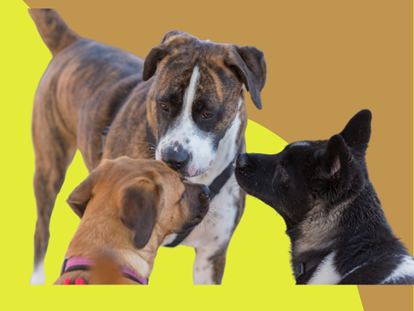 The importance of socializing for dog's