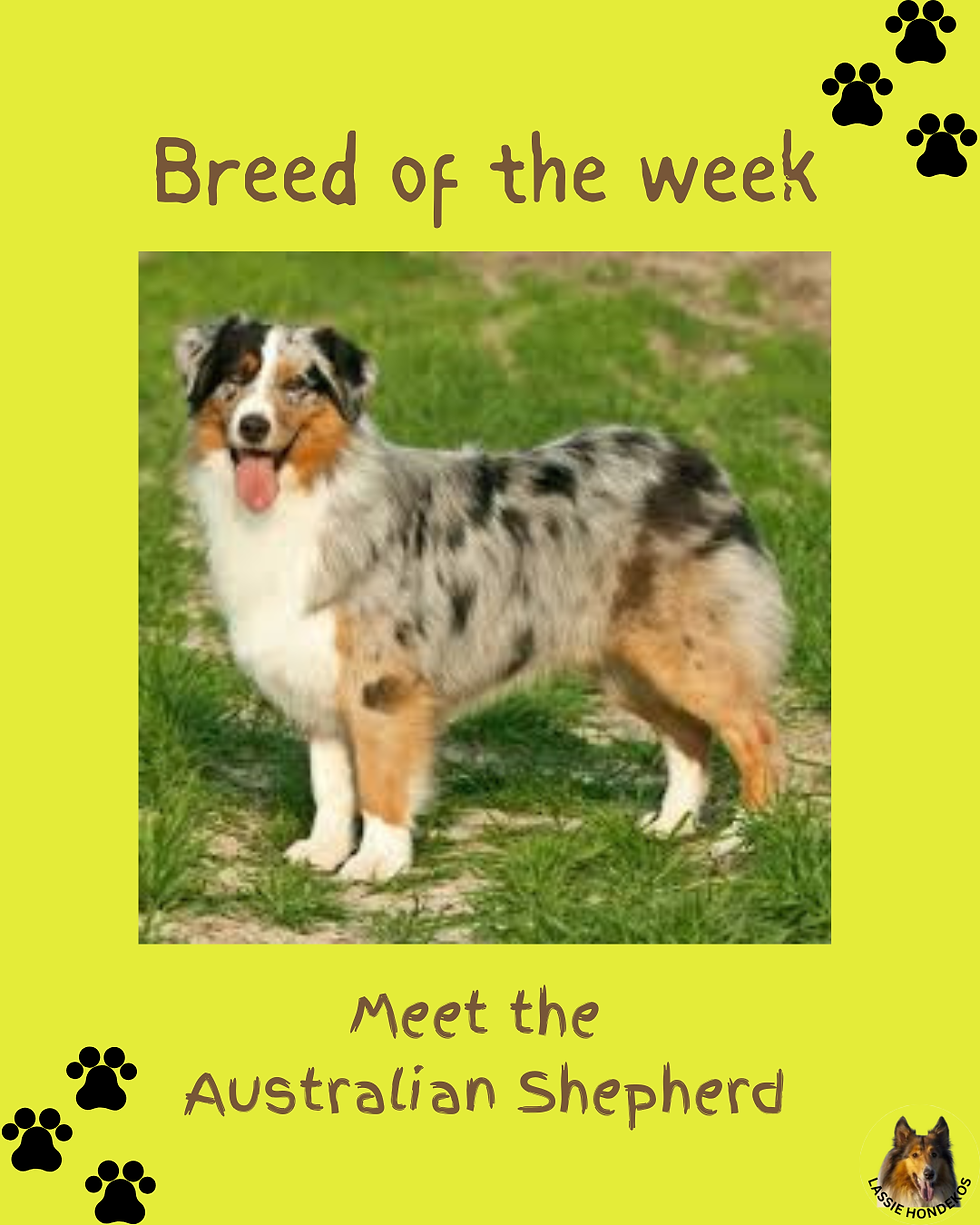 Meet the Australian Shepherd