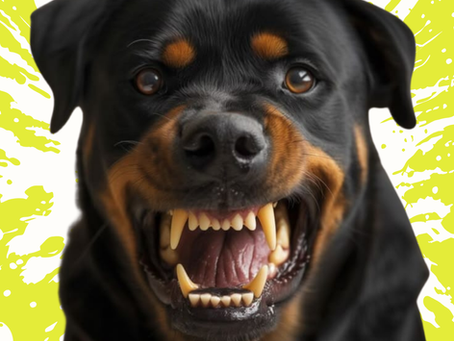 The Domestic Dog Teeth. What's to know
