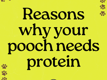 Protein for your pooch.