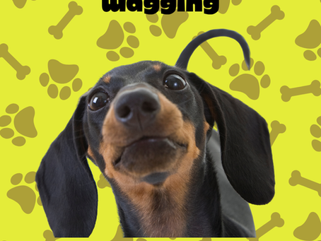 Why is my pooches tail wagging