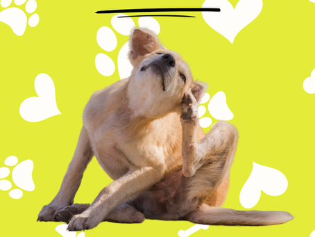 Is your pooch scratching?