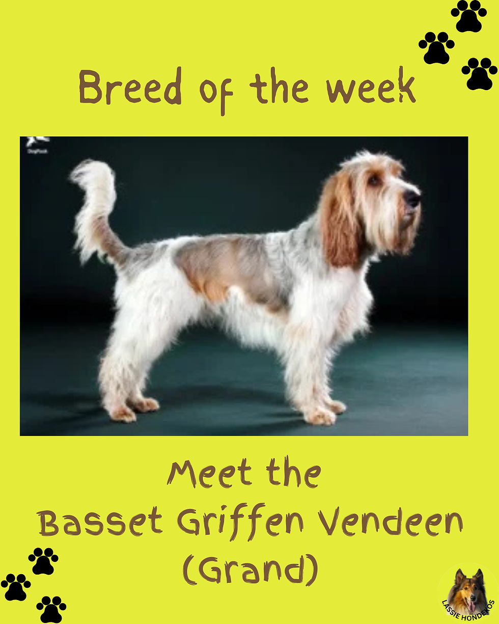 Meet the Basset Griffen Vendeen (Grand) 