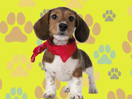 Puppy development. Fromm womb to adulthood.