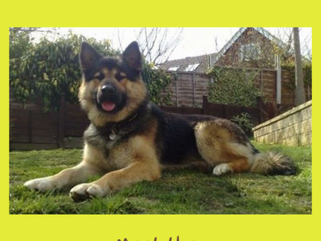 Meet the Alaskan Shepherd