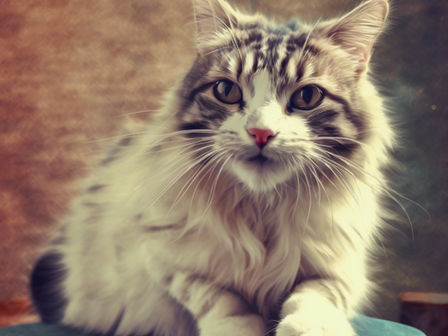 Is Your Cat Matting? Understanding and Preventing Matted Fur and When to Call a Groomer