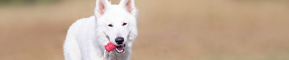 Éducation et sports canins proche Gap