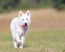 Dog Running
