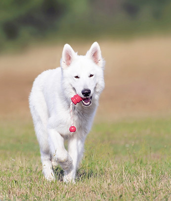 Dog Running
