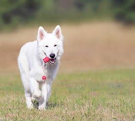 Dog Running