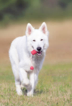 Dog Running