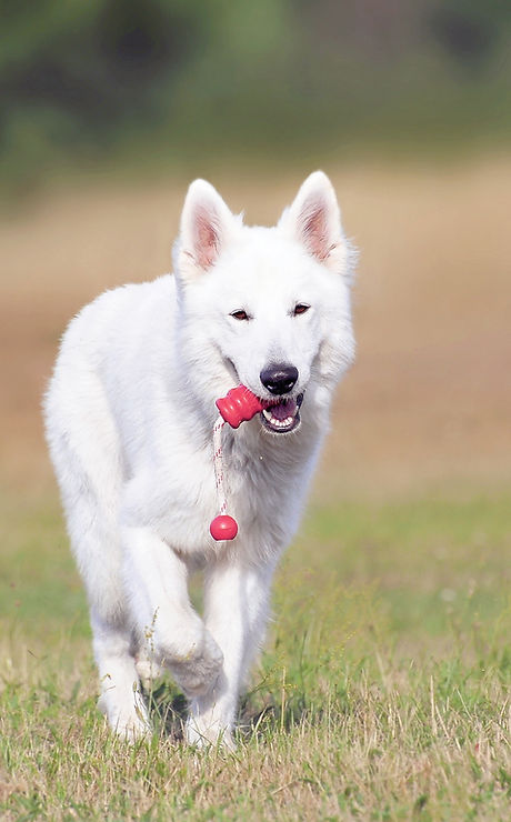 Dog Running