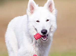 Dog Running