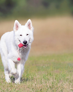 course chien