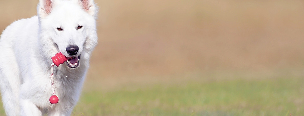 Dog Running