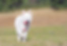 course chien