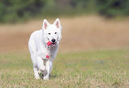 Dog Running