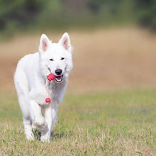 Dog Running