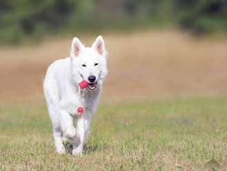 Right Kind of Toys for Dogs