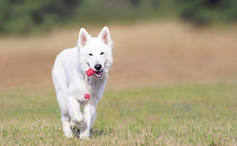 Dog Running