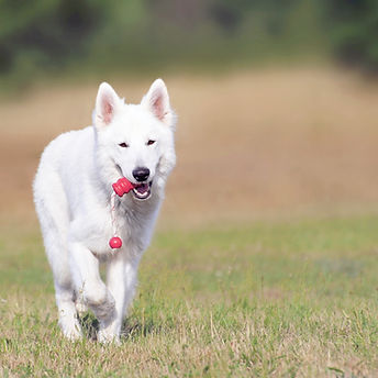 Dog Running