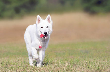 Dog Running