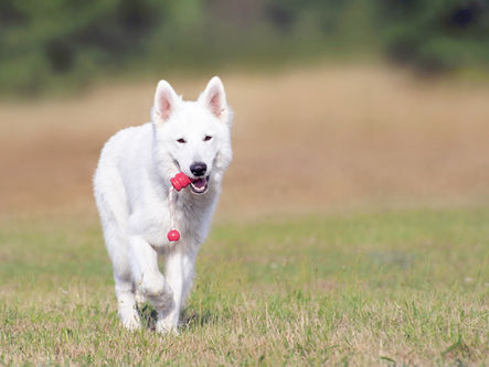 6 Things to Consider When Looking For Your New Pup