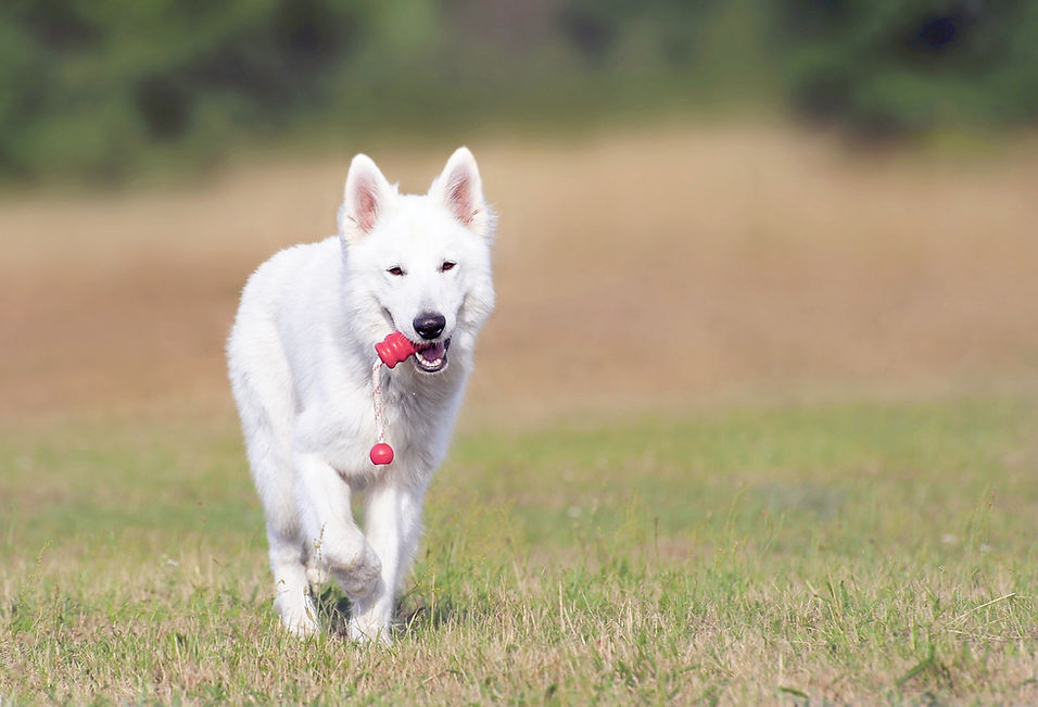 White Dog Playing