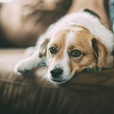 Lichaamstaal bij een hond wat mogelijk pijn laat zien