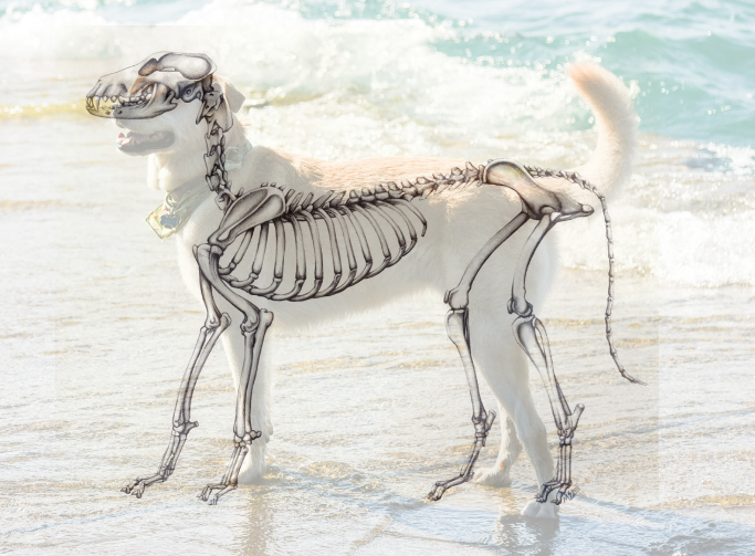 Hond en diens skelet (min of meer :))