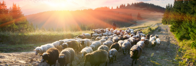 sheep