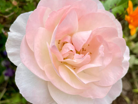 A Feast of Mercy: Celebrating Community and Growth