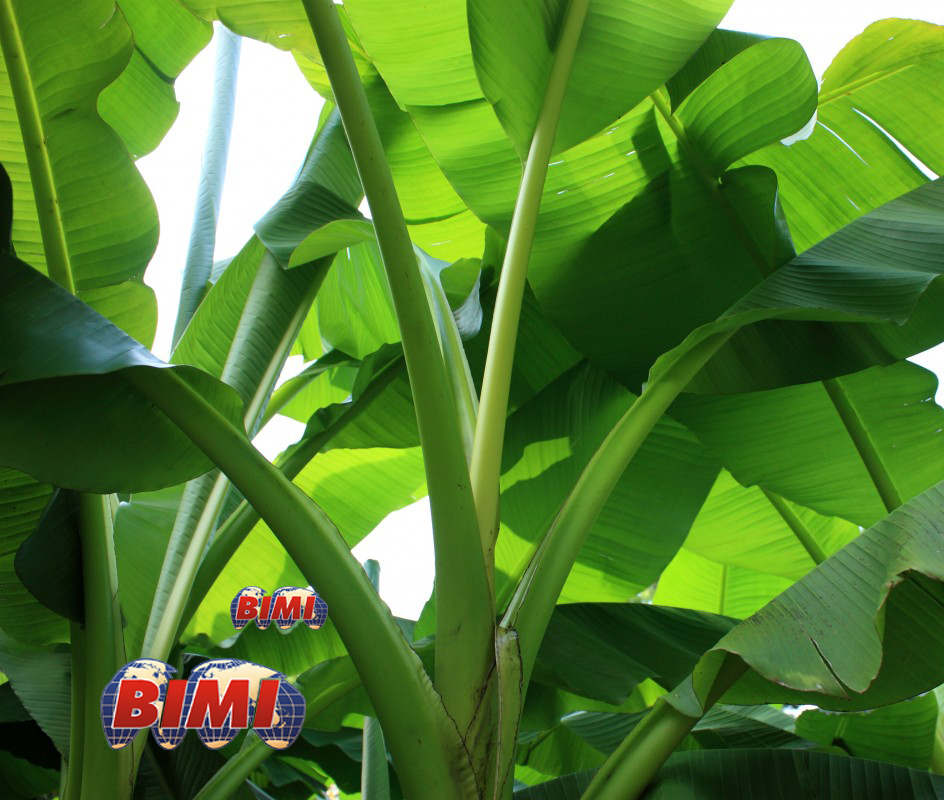 banana_shrub_plant.png