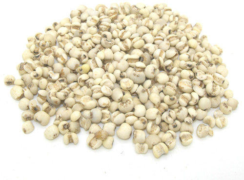 Thumbnail: Si Miao San (Four Marvels Powder) help slow down cancer and inflammation for pet