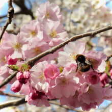 The interview with a yoga practitioner. I have combined the pranayama before the asana.