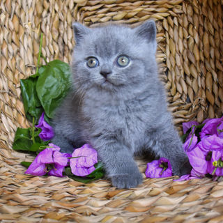 Litter N4.jpg