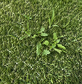 Weeds in turf