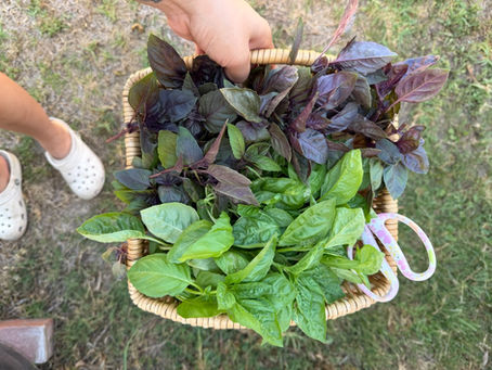 Freshly harvested green and purple basil in a wicker basket in a small Orange County backyard garden