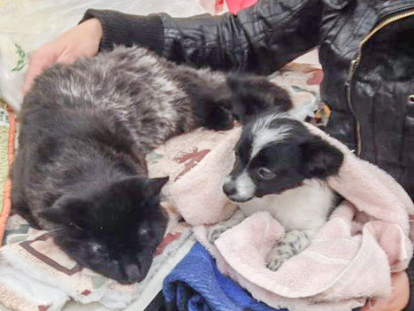 Spay Shuttle Takes Off