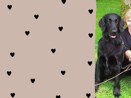 Autumn - the season of mists and mellow fruitfulness and Bronze Flatcoated Retrievers!