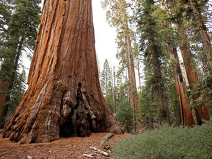 Sequoia National Park