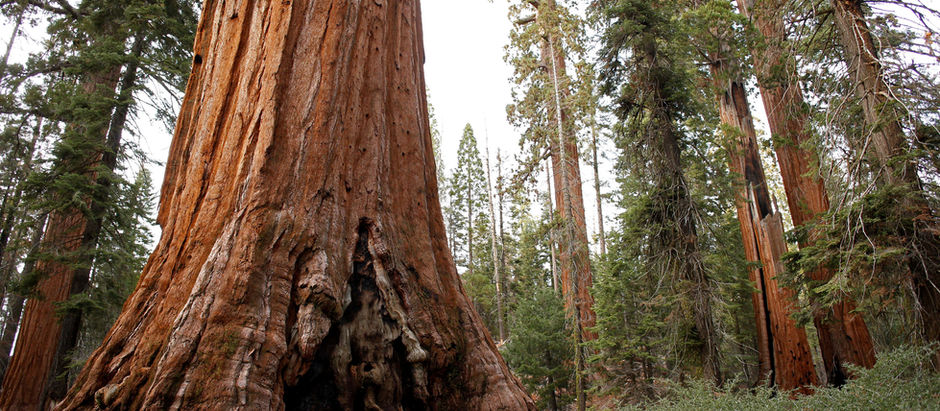 Sequoia National Park