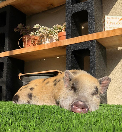 Sun and turf is a landscape for all
