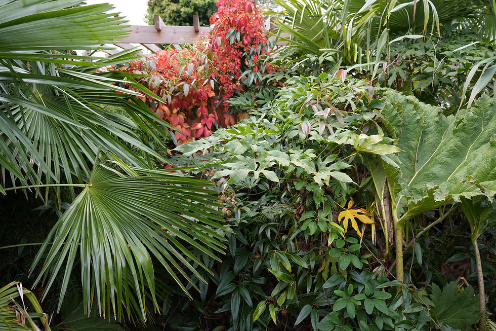 How I Overwinter My Tropical & Exotic Plants (2025–2026 Guide)