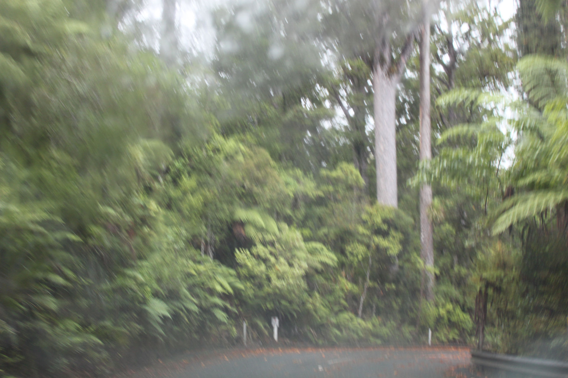 1350 - Waipoua Forest