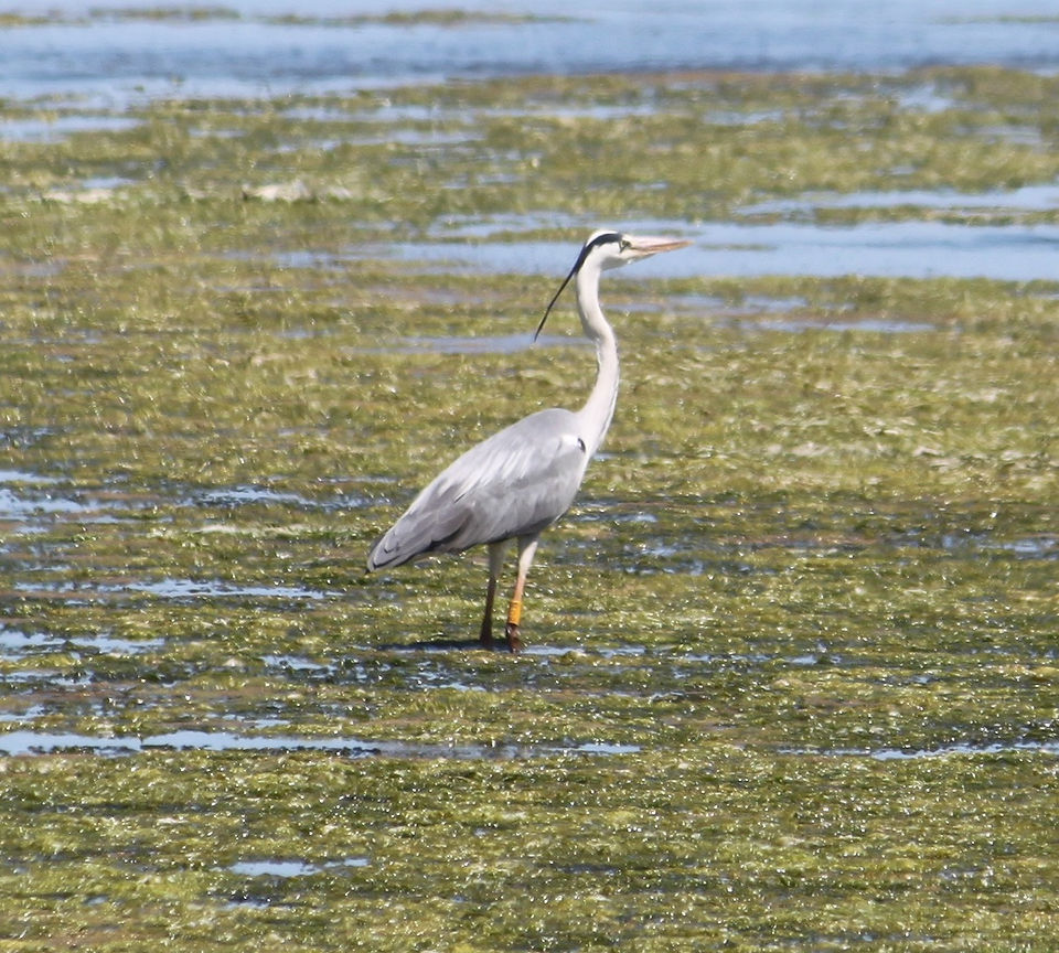 bird 1