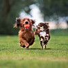 Eröffnung Hundespielwiese