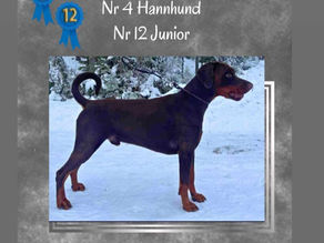Mestvinner Dobermann