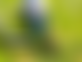 How to Control Weeds in Your Lawn: A Complete Seasonal Guide